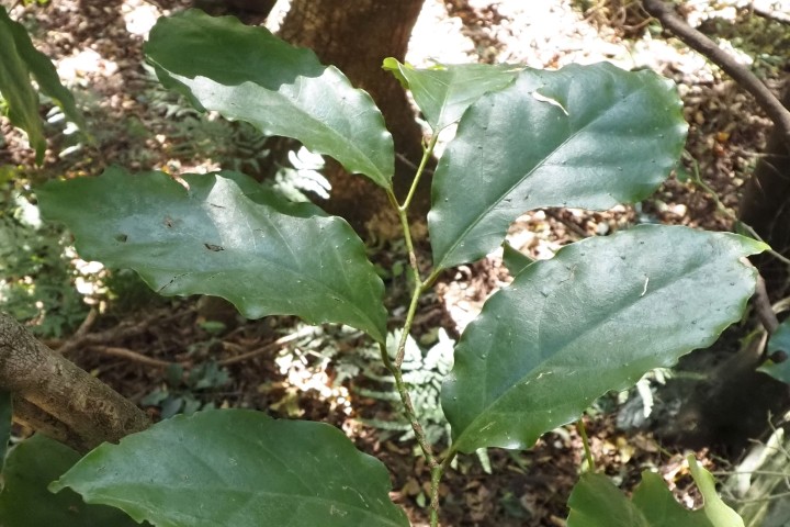 Photo of Pennantia cunninghamii (Brown Beech)