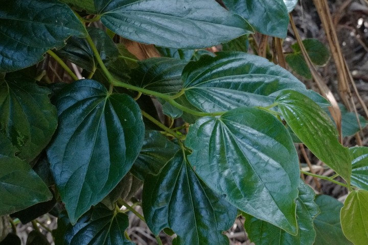 Photo of Piper hederaceum (Giant Pepper Vine)