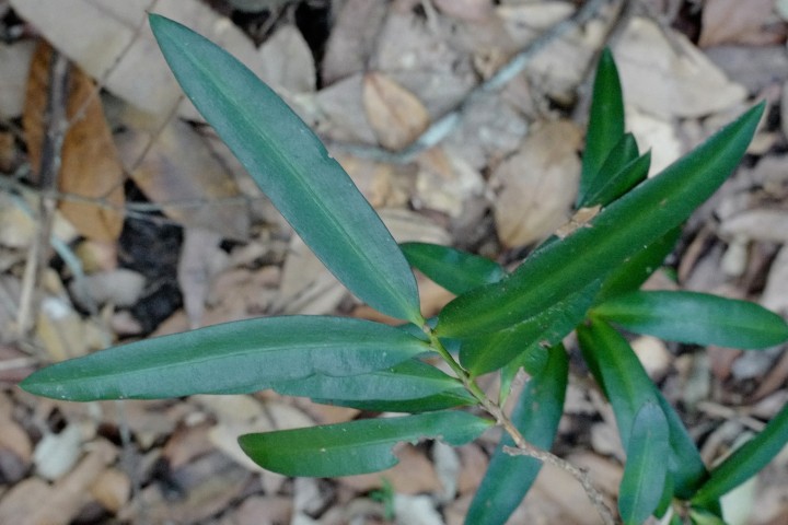 Photo of Podocarpus elatus (Plum Pine)