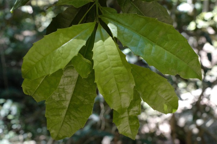 Photo of Polyosma cunninghamii (Featherwood)