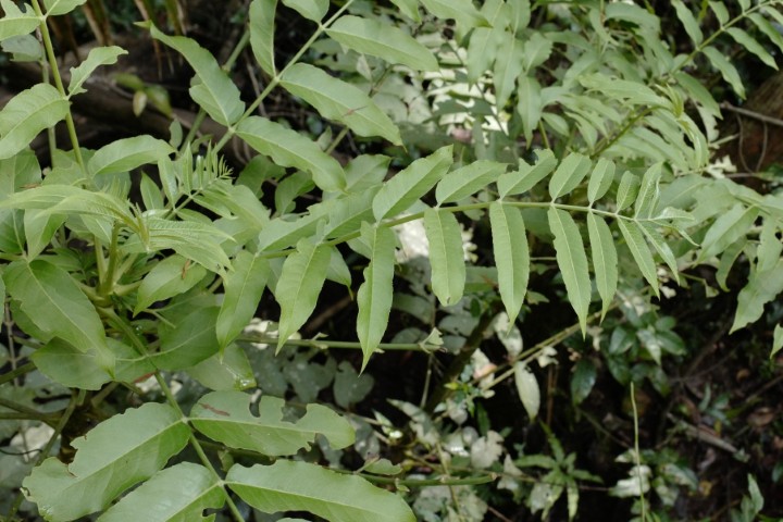 Photo of Polyscias murrayi (Pencil Cedar)