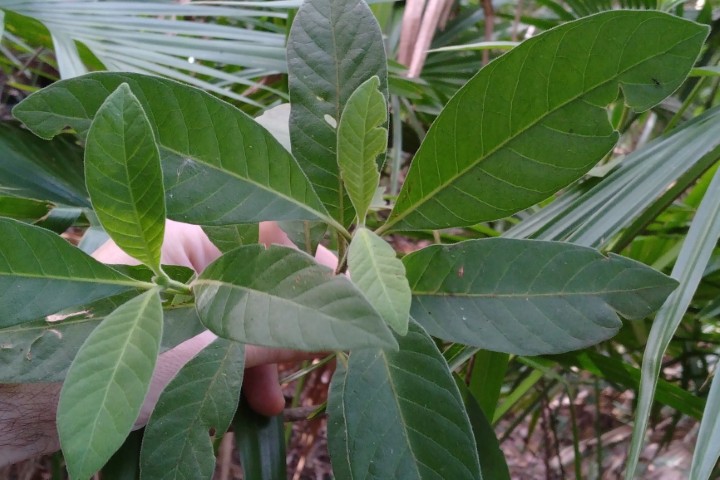 Photo of Psychotria loniceroides (Hairy Psychotria)