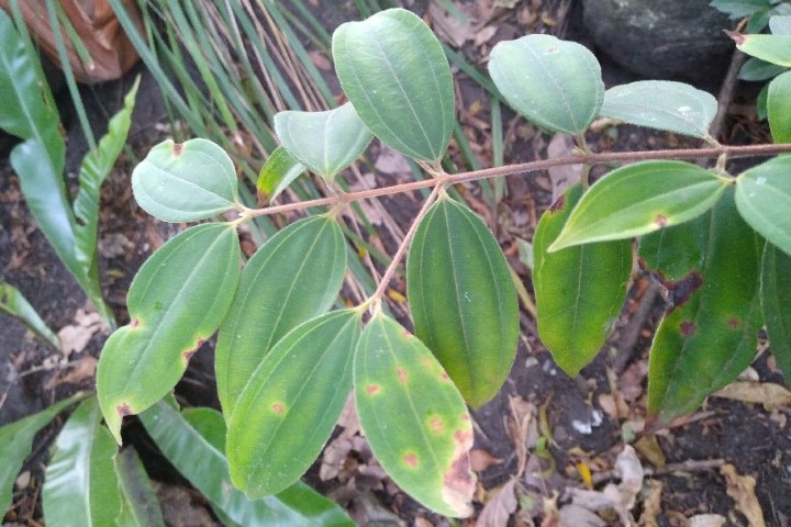 Photo of Rhodamnia rubescens (Scrub Turpentine)