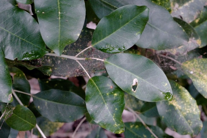 Photo of Sarcomelicope simplicifolia (Yellow Aspen)