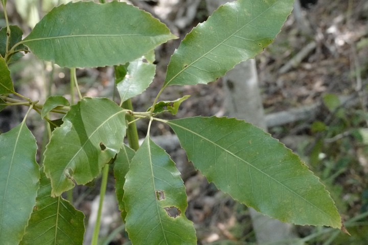 Photo of Schizomeria ovata (Australian Crabapple)
