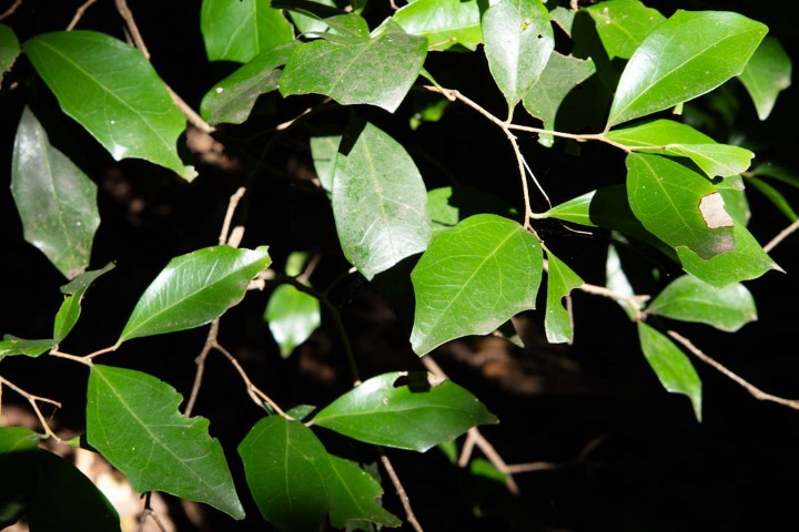Photo of Scolopia braunii (Flintwood)