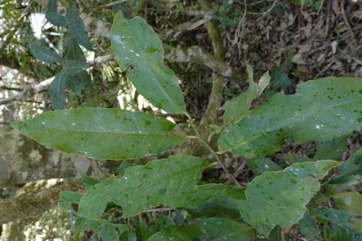 Photo of Symplocos stawellii (White Hazelwood)