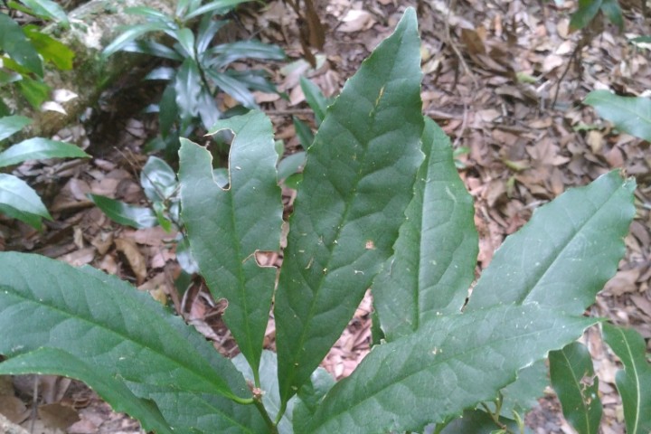 Photo of Symplocos thwaitesii (Buff Hazelwood)
