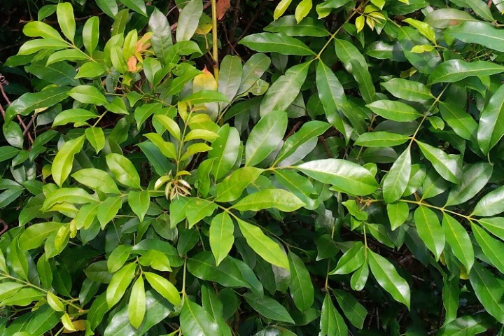 Photo of Synoum glandulosum (Scentless Rosewood)