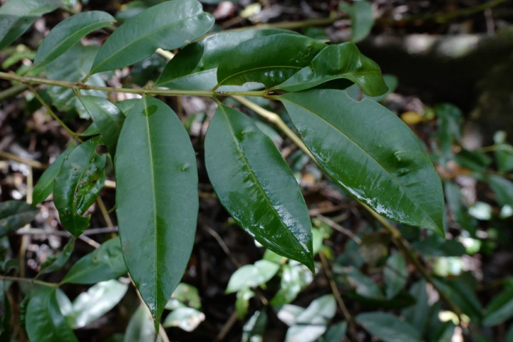 Photo of Syzygium australe (Brush Cherry)