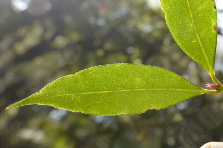 Photo of Syzygium oleosum (Blue Lilly Pilly)