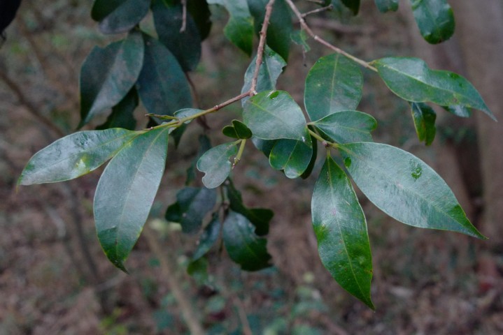 Photo of Syzygium paniculatum (Magenta Lilly Pilly)