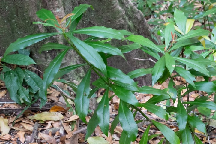Photo of Tasmannia insipida (Brush Pepperbush)