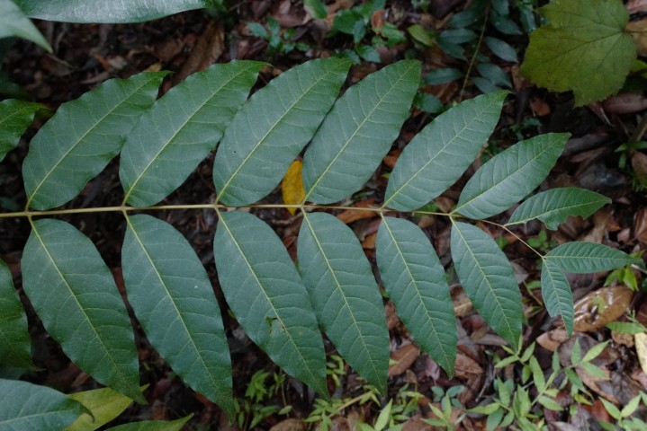 Photo of Toona ciliata (Red Cedar)