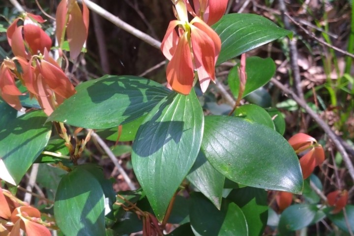 Photo of Trochocarpa laurina (Tree Heath)