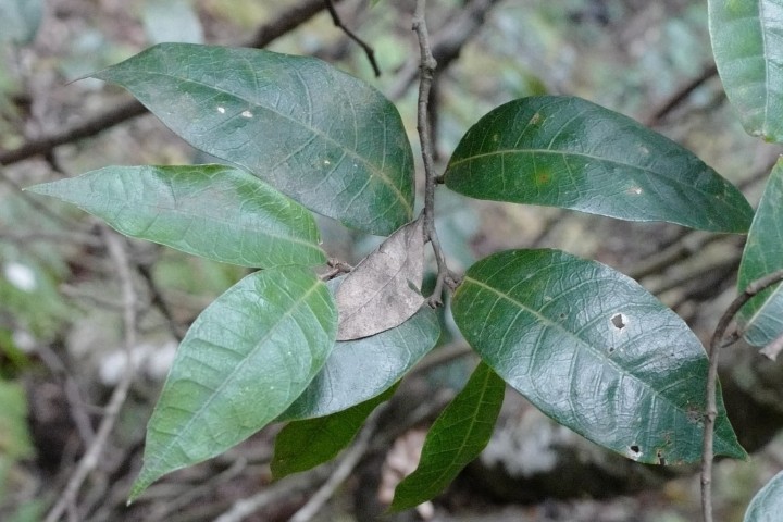 Photo of Trophis scandens (Burny Vine)